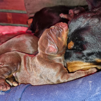 Cuccioli dobermann