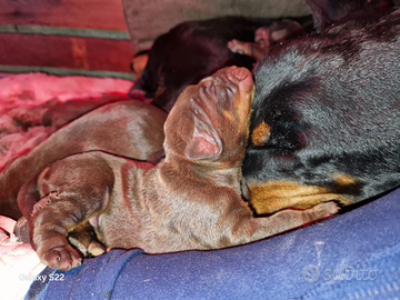 Cuccioli dobermann