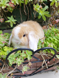 Coniglio nano ariete mini lop