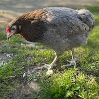 Galline ornamentali olive Egger Marans Araucana