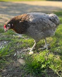 Galline ornamentali olive Egger Marans Araucana