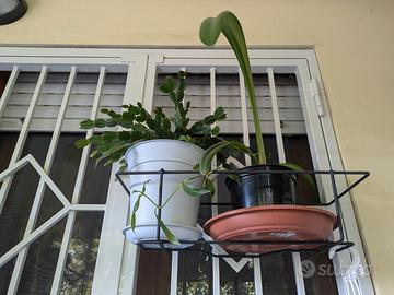 piante