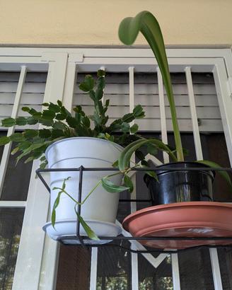 piante