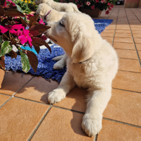 Golden linea europea