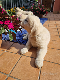 Golden linea europea