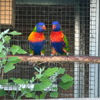Coppia Lory arcobaleno