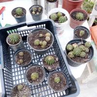 Piantine Per Composizioni Natalizie Piante Grasse 