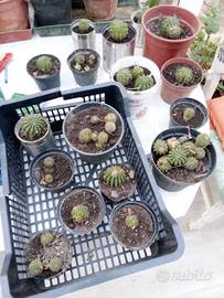 Piantine Per Composizioni Natalizie Piante Grasse 