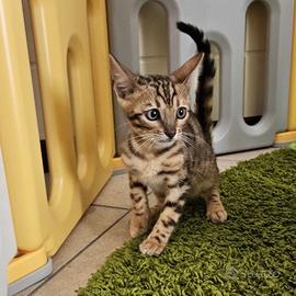 Gatti Bengala - superior bloodline