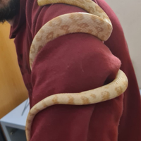 Serpente del grano e lampropeltis