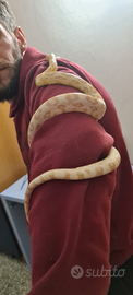 Serpente del grano e lampropeltis