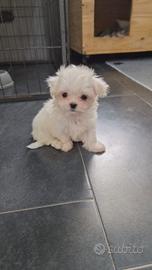 Maltese Toy con pedigree