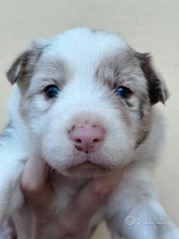 Ultimi cuccioli border collie