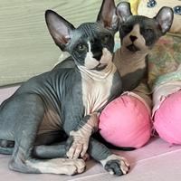 Splendidi cuccioli pura razza canadian sphynx