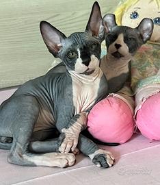 Splendidi cuccioli pura razza canadian sphynx