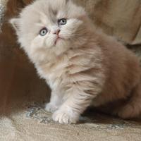 British longhair e shorthair