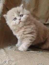 British longhair e shorthair