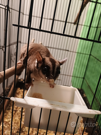 Vendita Petauri dello zucchero