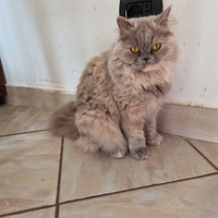 Krizia Scottish Straight Highland