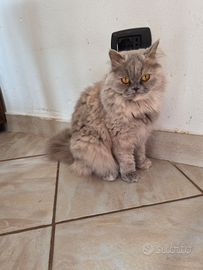 Krizia Scottish Straight Highland