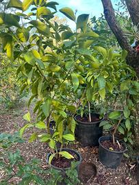 Piante di limoni