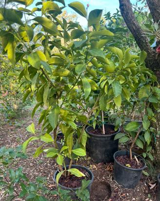 Piante di limoni