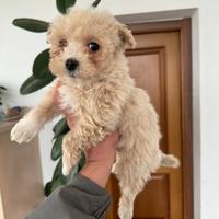Cucciole MALTIPOO TOY