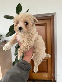 Cucciole MALTIPOO TOY