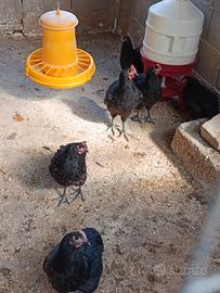 Pulcinotti Australorp