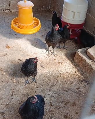 Pulcinotti Australorp