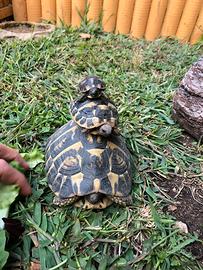 Tartarughe di terra
