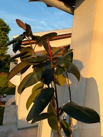 Pianta di Ficus alta 2 metri