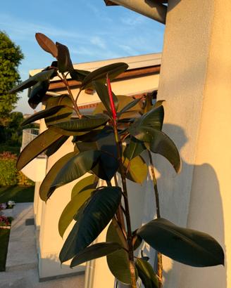 Pianta di Ficus alta 2 metri