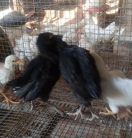 Galline ornamentali