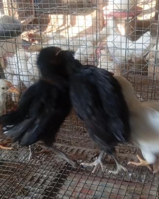 Galline ornamentali