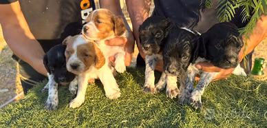 Splendida cucciolata di épagneul breton