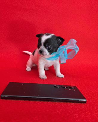 Chihuahua mini toy pedigree ENCI maschio