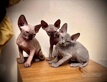 cuccioli sphynx