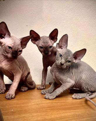 cuccioli sphynx