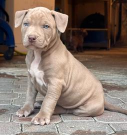 American pitbull terrier ukc