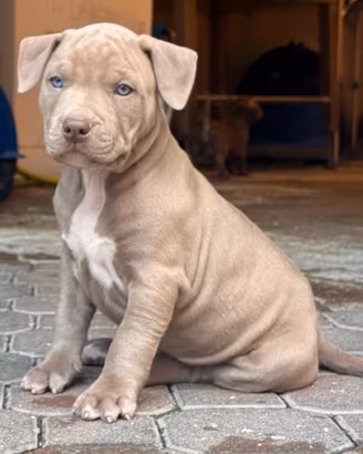 American pitbull terrier ukc