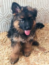 Cuccioli di Pastore Tedesco a pelo lungo