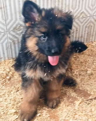 Cuccioli di Pastore Tedesco a pelo lungo