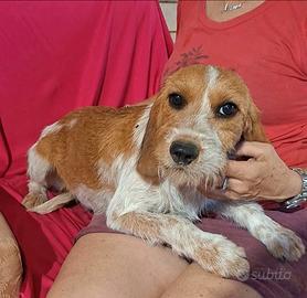 Birba segugia dalle orecchie da cotoletta