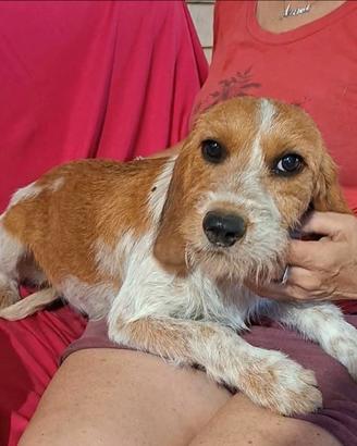 Birba segugia dalle orecchie da cotoletta