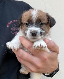 Jack Russell