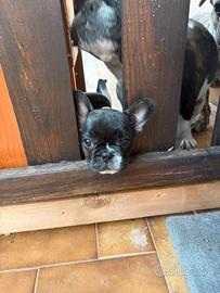 Bulldog francese