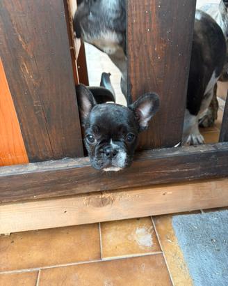 Bulldog francese