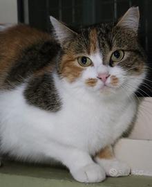 BRUSCHETTA, gattina adorabile