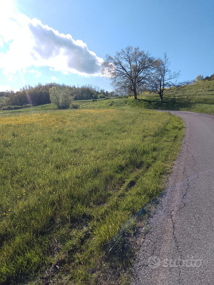 Terreno agricolo pianeggiante e piccolo bosco - Vista 4